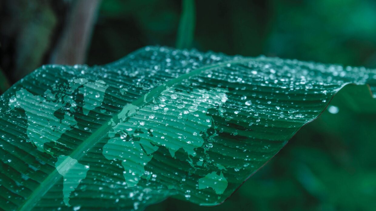 ACTICO Header for Sustainability, leaf with waterdrops